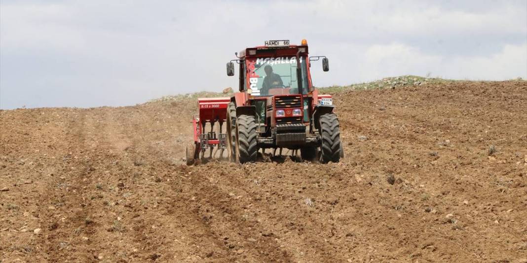 Yağışlar çiftçiyi umutlandırdı: Nohutta rekolte beklentisi arttı 4